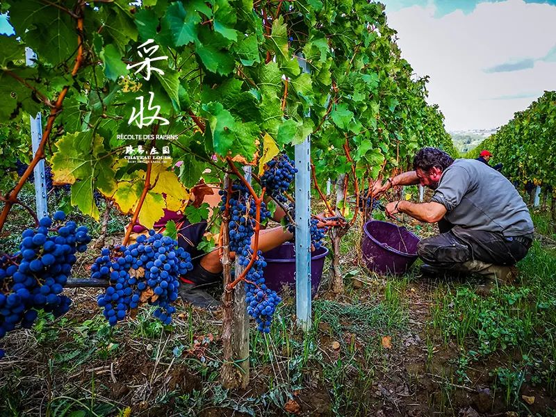 葡萄酒的有机种植、生物动力法，到底是什么意思？