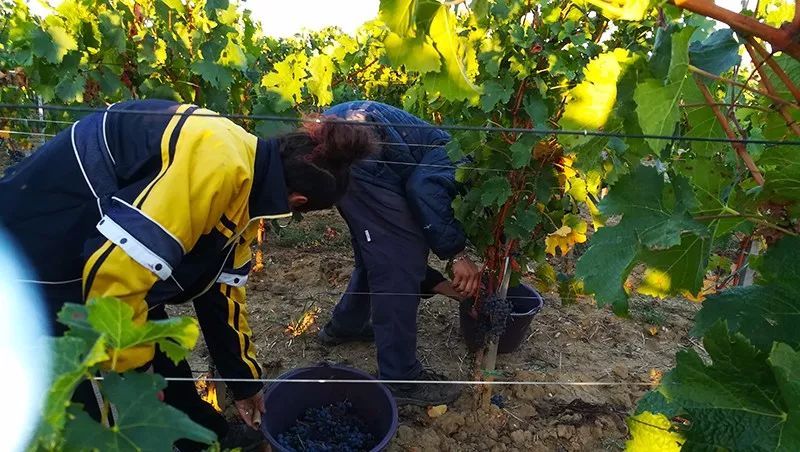 葡萄酒的有机种植、生物动力法，到底是什么意思？